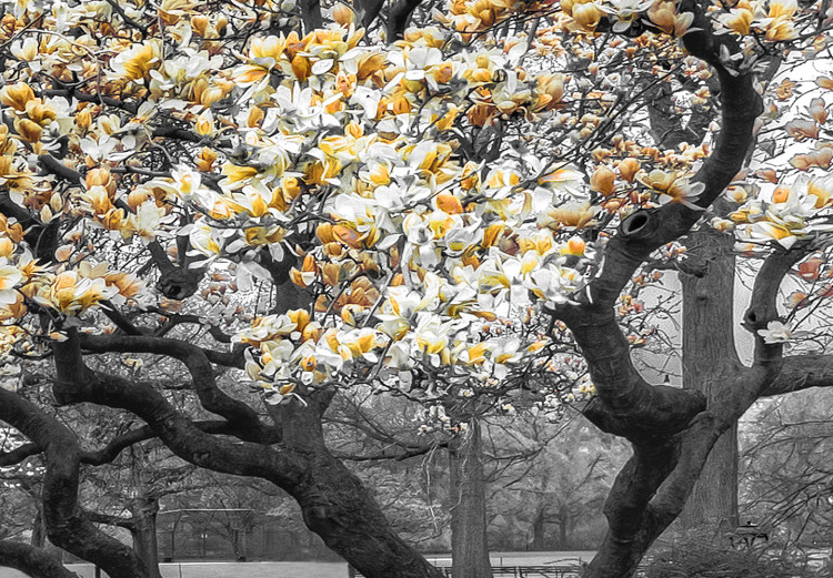 Canvas Blooming Magnolias - horizontal composition of yellow shaded magnolia 128796 additionalImage 4