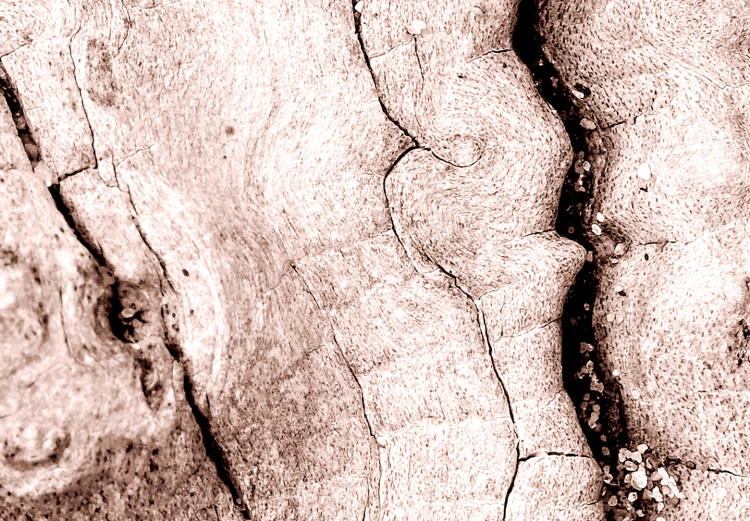 Poster Touch of Tropical Wind - natural texture of cracked driftwood 135296 additionalImage 17