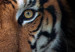 Poster Tiger in Leaves - portrait of a tiger against a background of green plants and flowers 138696 additionalThumb 8