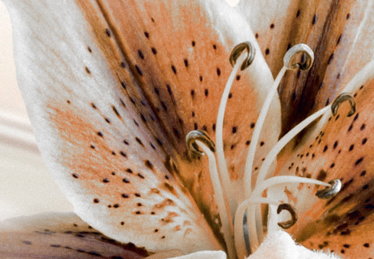 Canvas Print Brown Graces (5-piece) - Plump Lilies and Brown Ornaments in the Background 93796 additionalImage 5