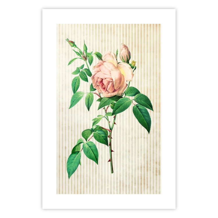 Wall Poster Victorian Rose - colorful floral composition against a background of beige stripes 117407 additionalImage 24