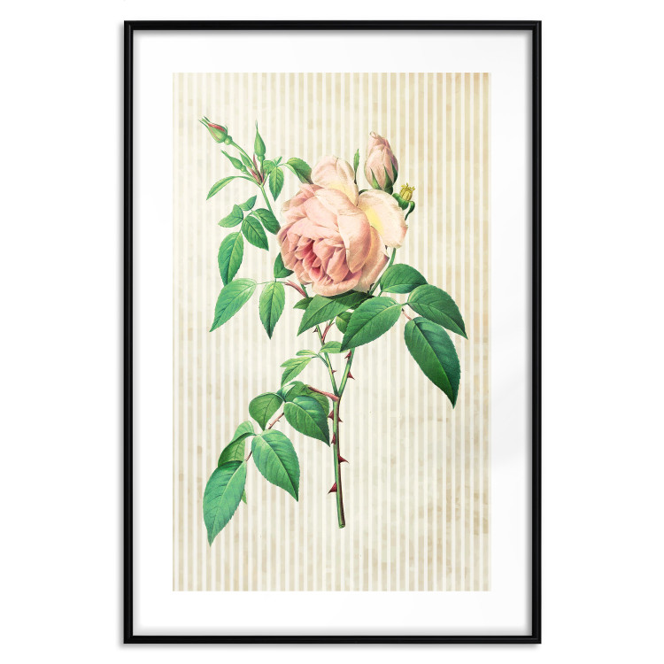 Wall Poster Victorian Rose - colorful floral composition against a background of beige stripes 117407 additionalImage 16