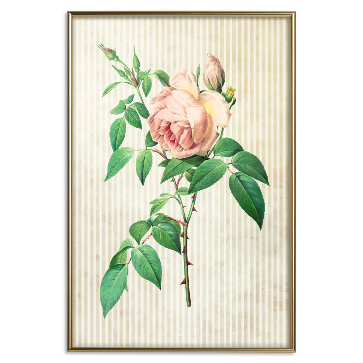 Wall Poster Victorian Rose - colorful floral composition against a background of beige stripes 117407 additionalImage 19
