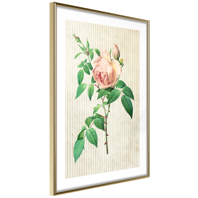Wall Poster Victorian Rose - colorful floral composition against a background of beige stripes 117407 additionalImage 8