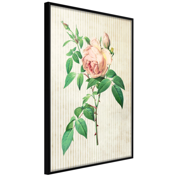 Wall Poster Victorian Rose - colorful floral composition against a background of beige stripes 117407 additionalImage 9