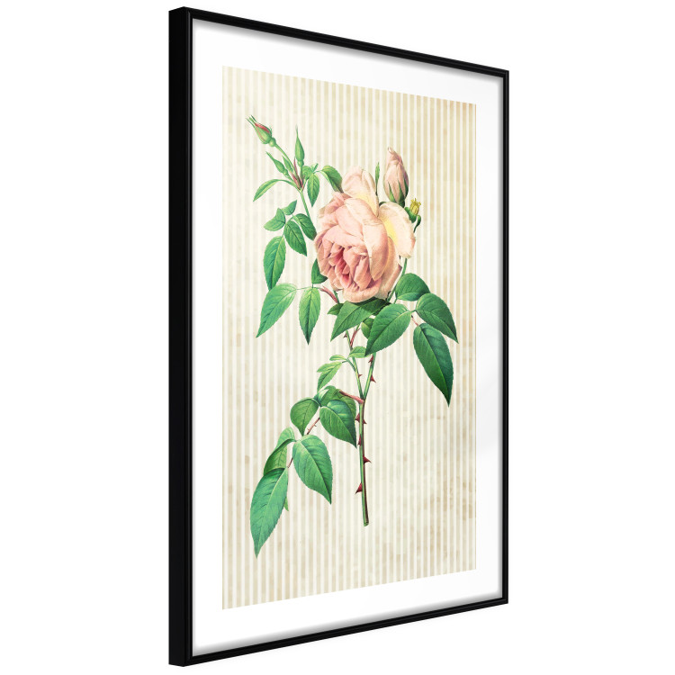 Wall Poster Victorian Rose - colorful floral composition against a background of beige stripes 117407 additionalImage 12