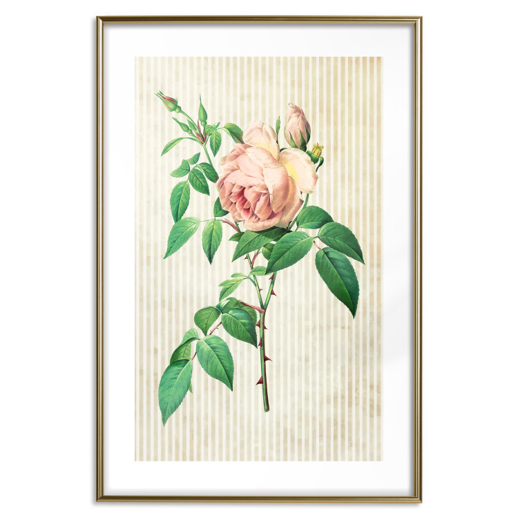 Wall Poster Victorian Rose - colorful floral composition against a background of beige stripes 117407 additionalImage 15