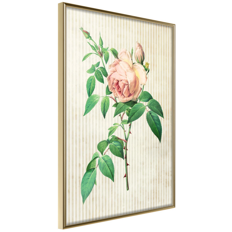 Wall Poster Victorian Rose - colorful floral composition against a background of beige stripes 117407 additionalImage 11
