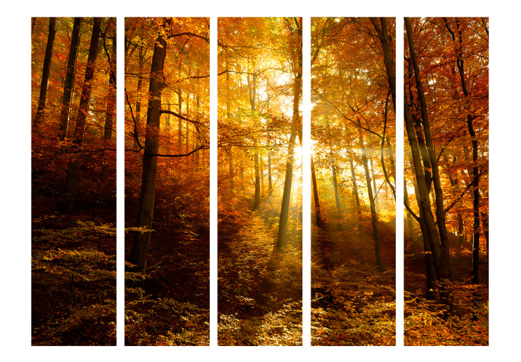 Room Divider Autumn Illumination II - forest landscape with the glow of sunlight 134107 additionalImage 3