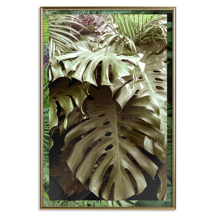 Poster Jungle Nobility - tropical composition of green monstera leaves 134507 additionalImage 21