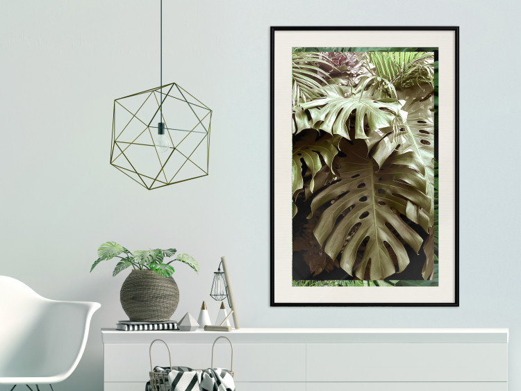 Poster Jungle Nobility - tropical composition of green monstera leaves 134507 additionalImage 24