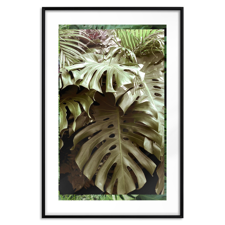 Poster Jungle Nobility - tropical composition of green monstera leaves 134507 additionalImage 17