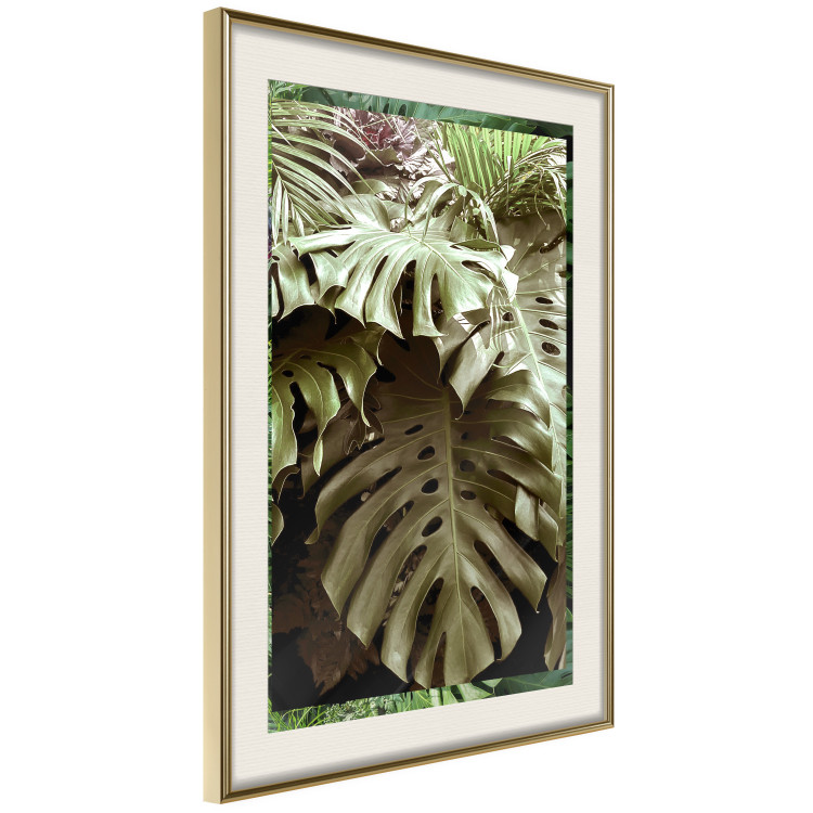 Poster Jungle Nobility - tropical composition of green monstera leaves 134507 additionalImage 3