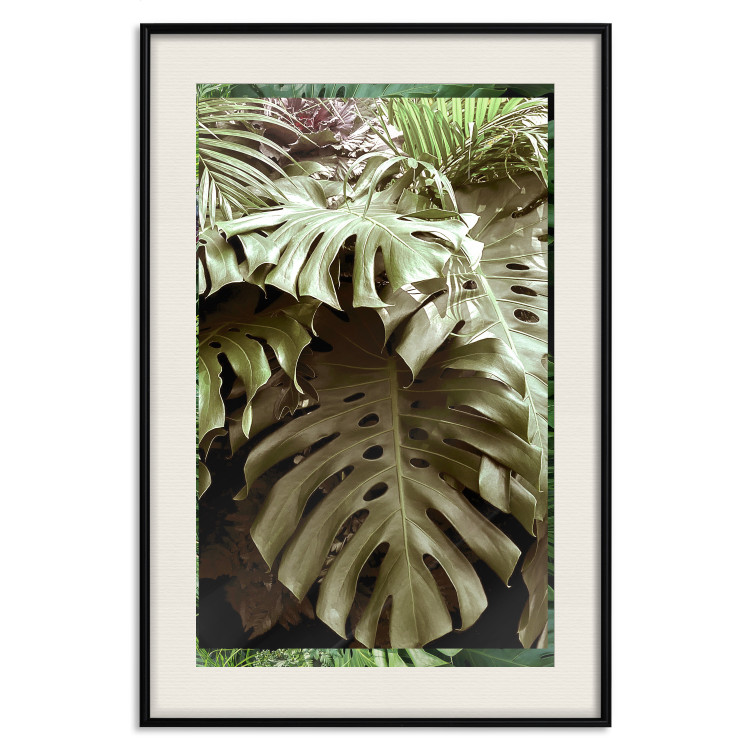 Poster Jungle Nobility - tropical composition of green monstera leaves 134507 additionalImage 19