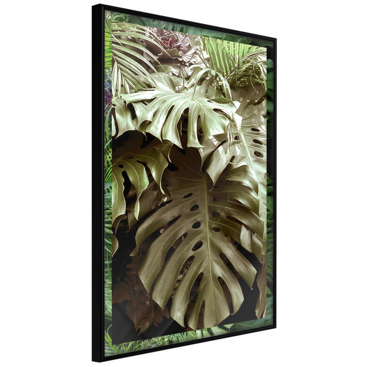 Poster Jungle Nobility - tropical composition of green monstera leaves 134507 additionalImage 13