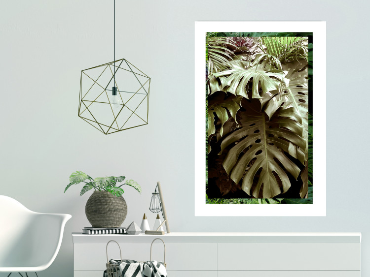 Poster Jungle Nobility - tropical composition of green monstera leaves 134507 additionalImage 3