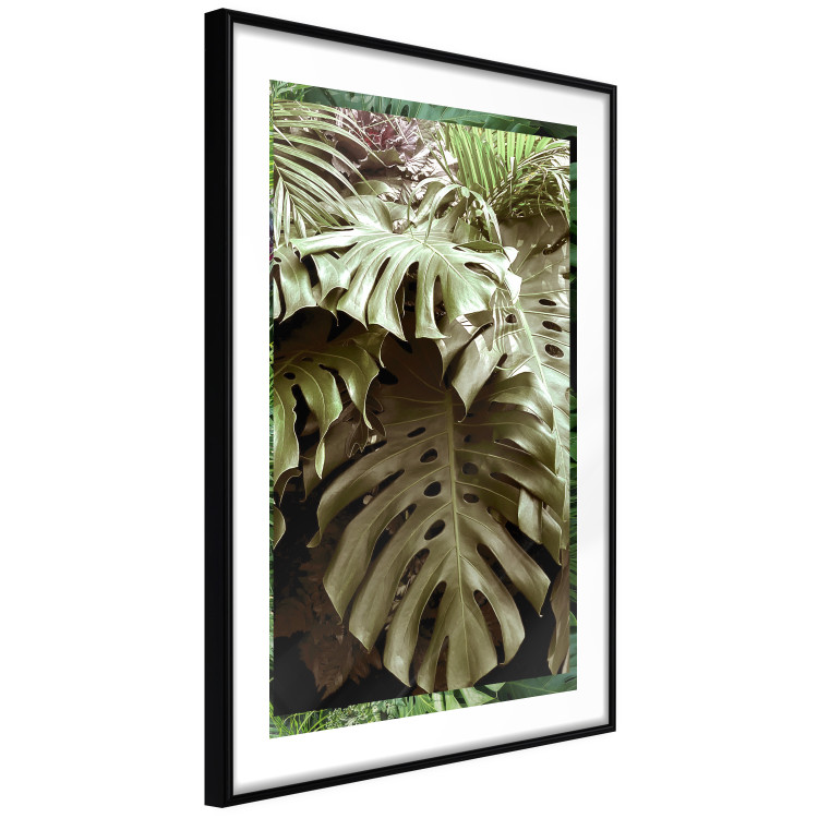 Poster Jungle Nobility - tropical composition of green monstera leaves 134507 additionalImage 6
