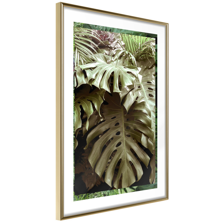 Poster Jungle Nobility - tropical composition of green monstera leaves 134507 additionalImage 9