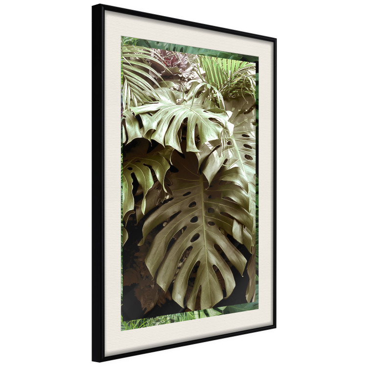 Poster Jungle Nobility - tropical composition of green monstera leaves 134507 additionalImage 2