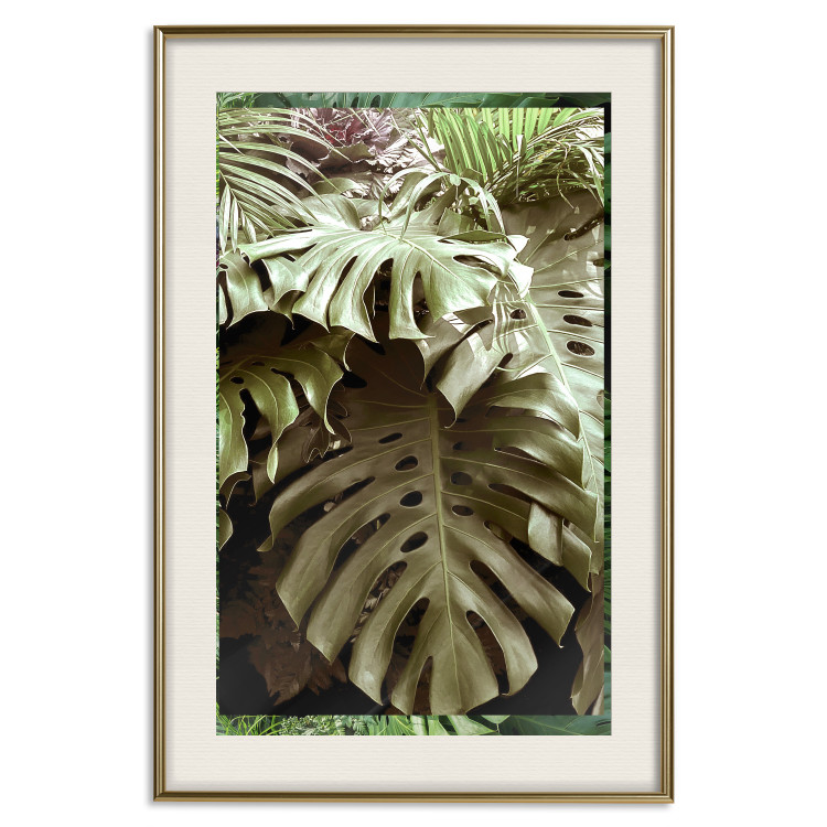 Poster Jungle Nobility - tropical composition of green monstera leaves 134507 additionalImage 20