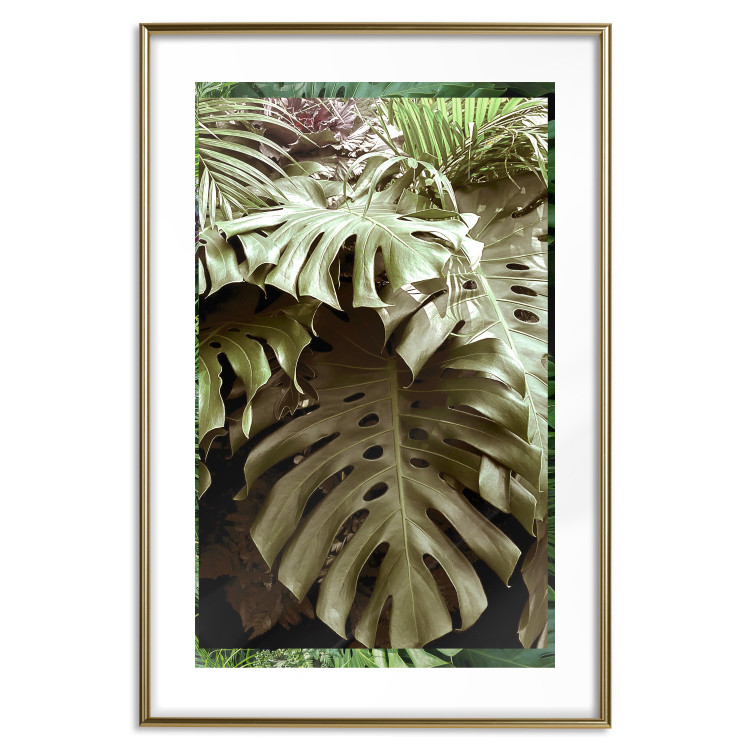 Poster Jungle Nobility - tropical composition of green monstera leaves 134507 additionalImage 14