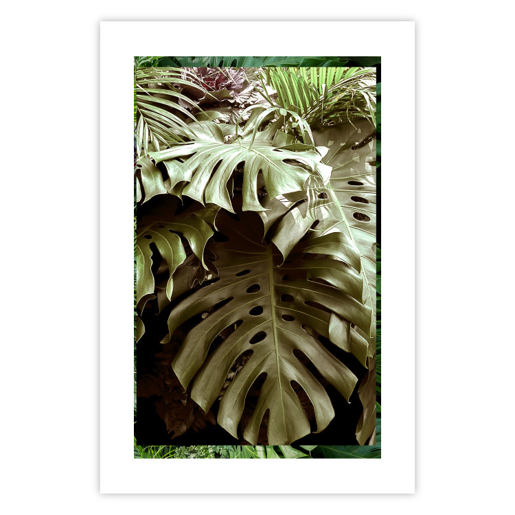 Poster Jungle Nobility - tropical composition of green monstera leaves 134507 additionalImage 25