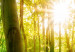 Round Canvas Sunny Trees - A Photo of the Forest Illuminated by the Rays of the Morning 148607 additionalThumb 3