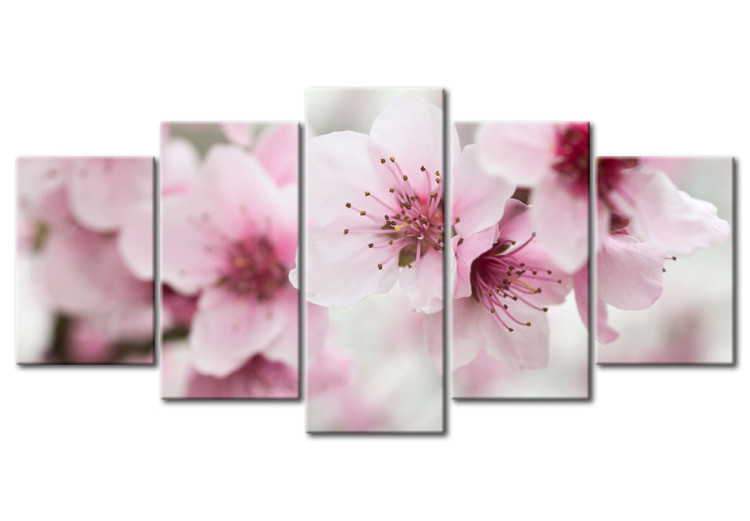 Canvas Print Cherry- gentleness and beauty 58607