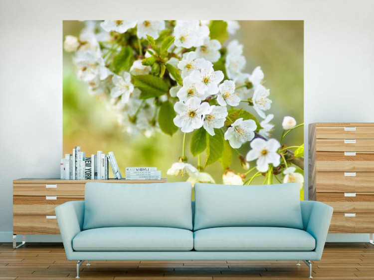 Photo Wallpaper Beautiful delicate cherry blossoms 60707