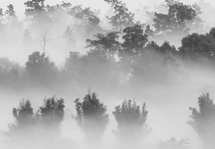 Poster Dense fog - black and white landscape overlooking misty treetops 114917 additionalImage 9