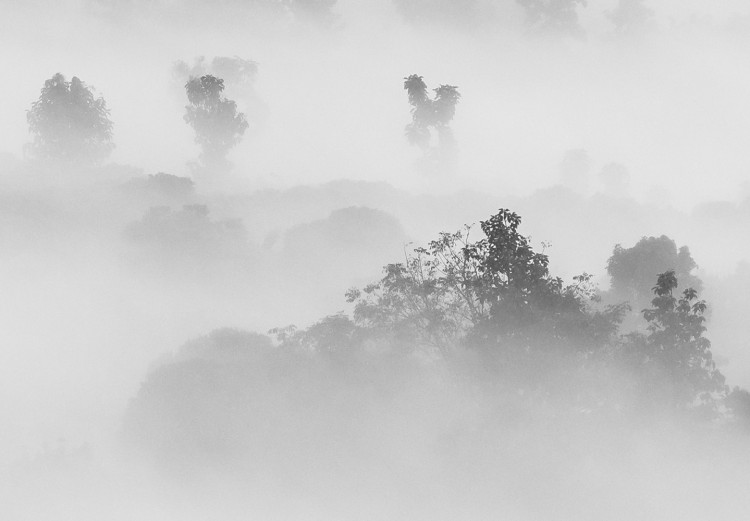 Poster Dense fog - black and white landscape overlooking misty treetops 114917 additionalImage 8