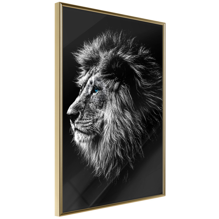 Wall Poster Black and White King - composition with a dignified lion with blue eyes 116317 additionalImage 14