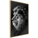 Wall Poster Black and White King - composition with a dignified lion with blue eyes 116317 additionalThumb 14