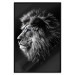 Wall Poster Black and White King - composition with a dignified lion with blue eyes 116317 additionalThumb 24