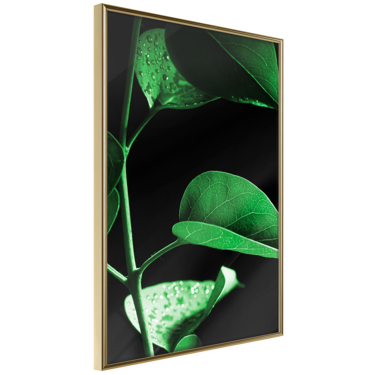 Poster Plant in Black - botanical composition with green leaves on a dark background 121617 additionalImage 14