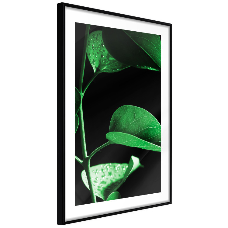 Poster Plant in Black - botanical composition with green leaves on a dark background 121617 additionalImage 11