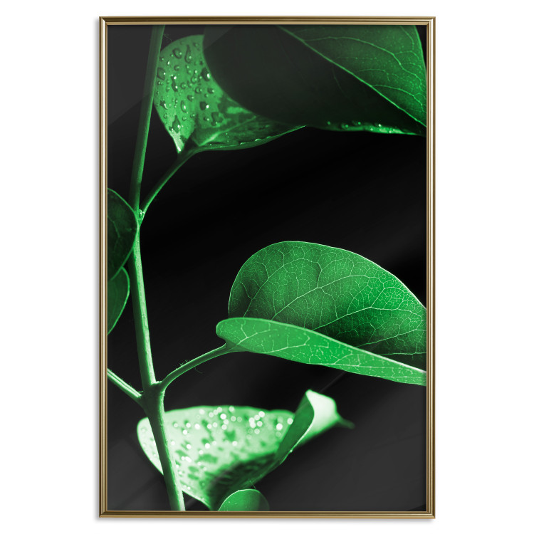 Poster Plant in Black - botanical composition with green leaves on a dark background 121617 additionalImage 16