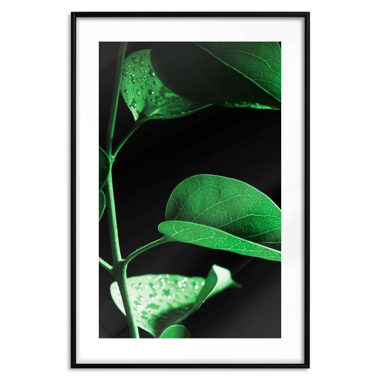 Poster Plant in Black - botanical composition with green leaves on a dark background 121617 additionalImage 15