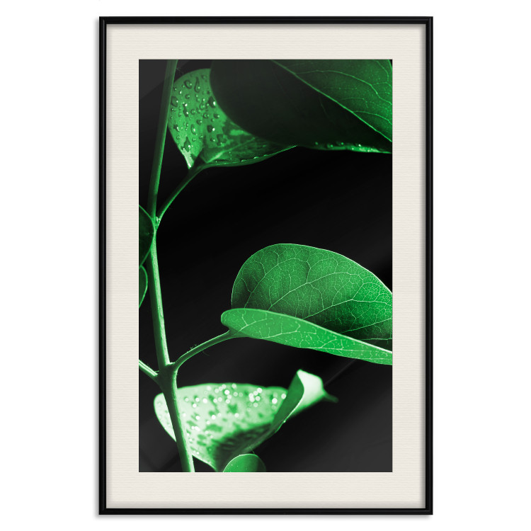 Poster Plant in Black - botanical composition with green leaves on a dark background 121617 additionalImage 18
