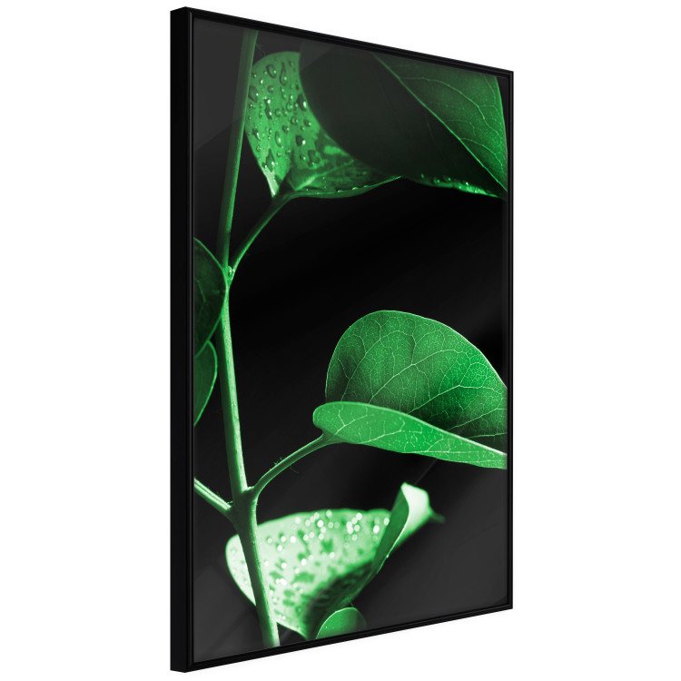 Poster Plant in Black - botanical composition with green leaves on a dark background 121617 additionalImage 12