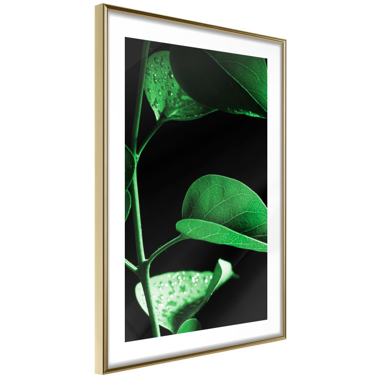 Poster Plant in Black - botanical composition with green leaves on a dark background 121617 additionalImage 8