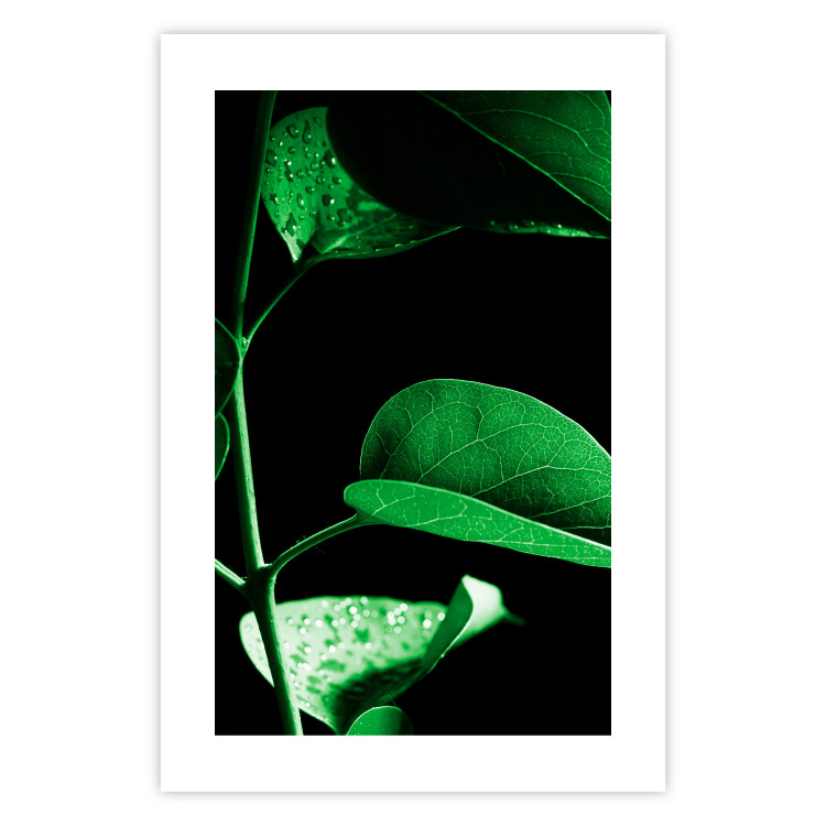 Poster Plant in Black - botanical composition with green leaves on a dark background 121617 additionalImage 25