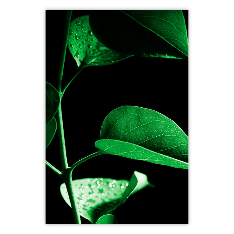 Poster Plant in Black - botanical composition with green leaves on a dark background 121617