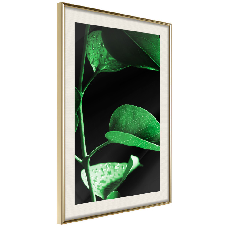 Poster Plant in Black - botanical composition with green leaves on a dark background 121617 additionalImage 2