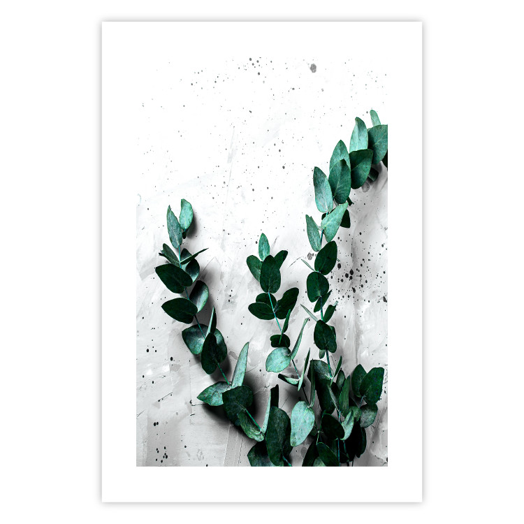 Poster Eucalyptus Scent - green plant leaves on a concrete texture background 123417 additionalImage 25