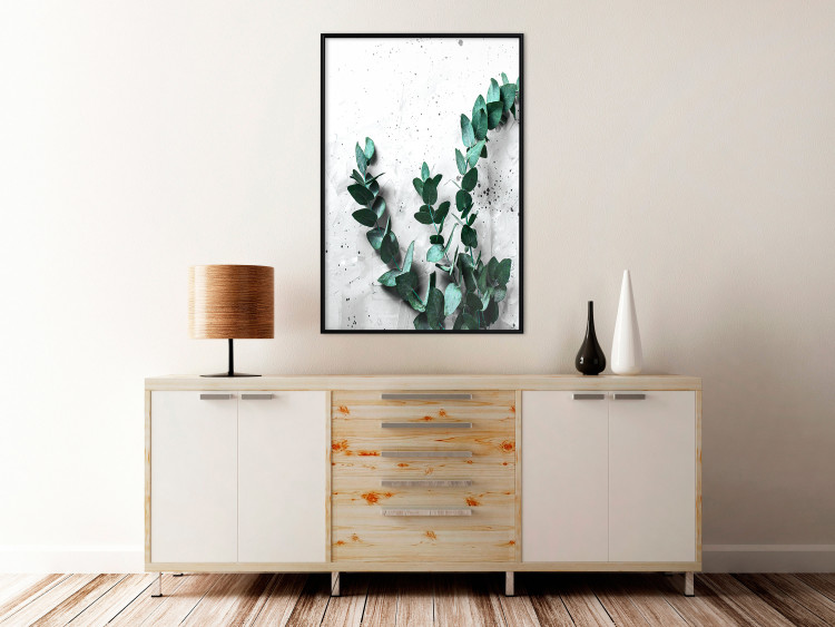 Poster Eucalyptus Scent - green plant leaves on a concrete texture background 123417 additionalImage 5