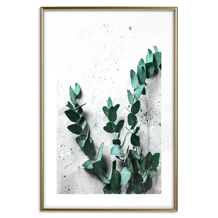 Poster Eucalyptus Scent - green plant leaves on a concrete texture background 123417 additionalImage 14