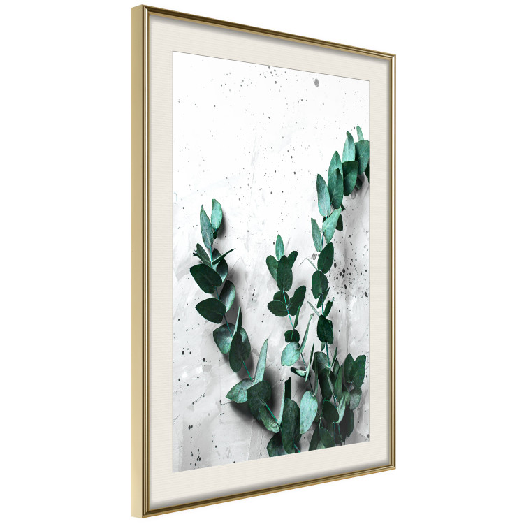 Poster Eucalyptus Scent - green plant leaves on a concrete texture background 123417 additionalImage 2