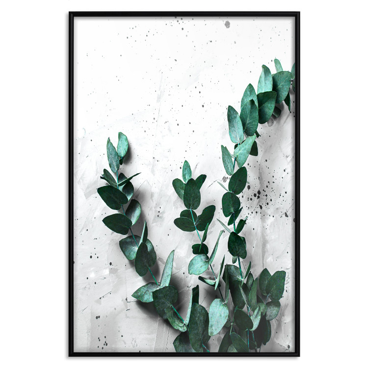 Poster Eucalyptus Scent - green plant leaves on a concrete texture background 123417 additionalImage 24
