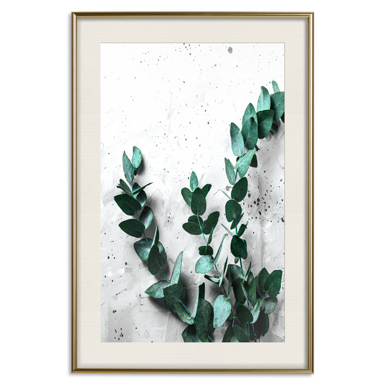 Poster Eucalyptus Scent - green plant leaves on a concrete texture background 123417 additionalImage 19